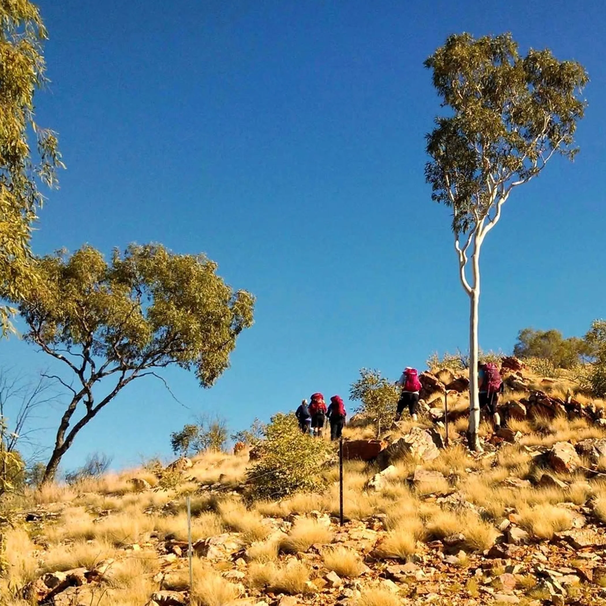 hikers walking in australian outback