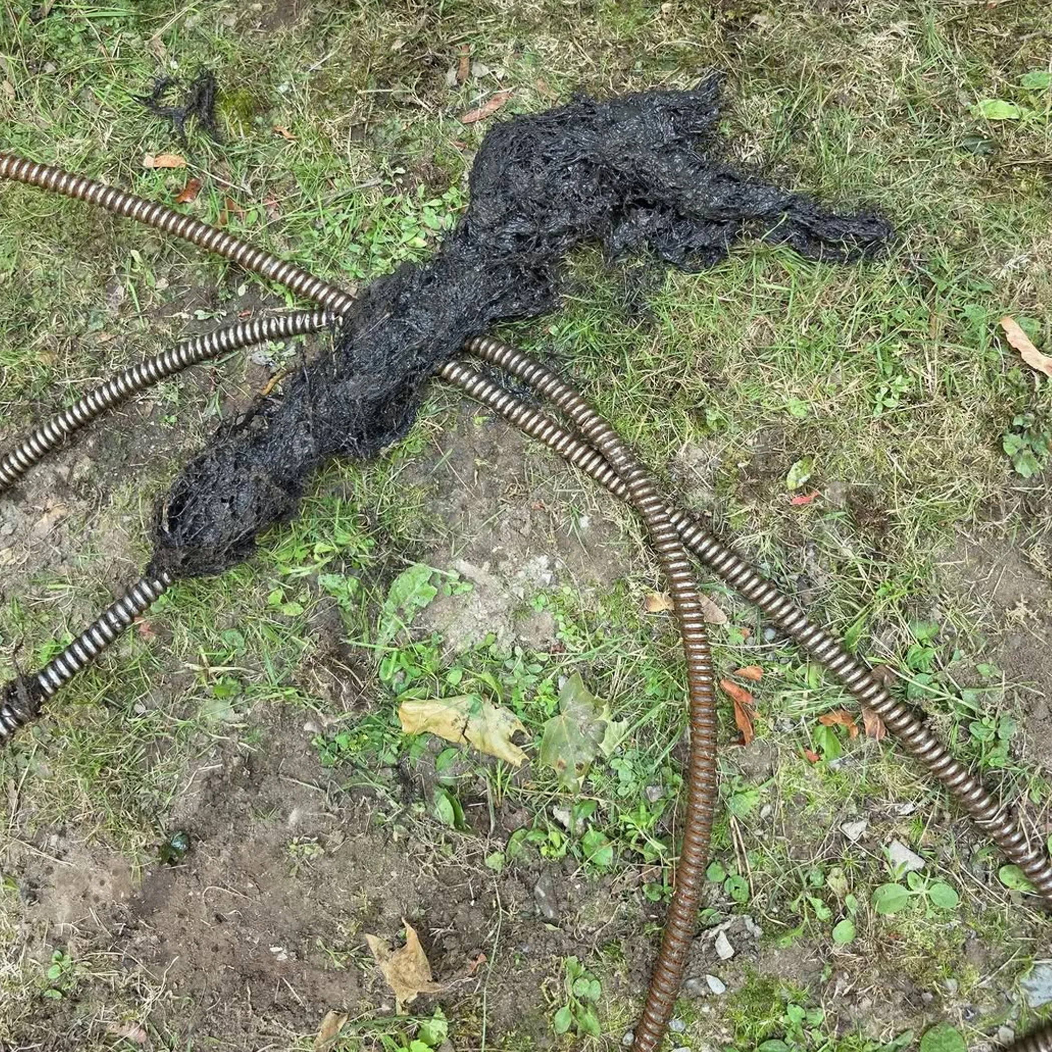 roots tangled around drain snake