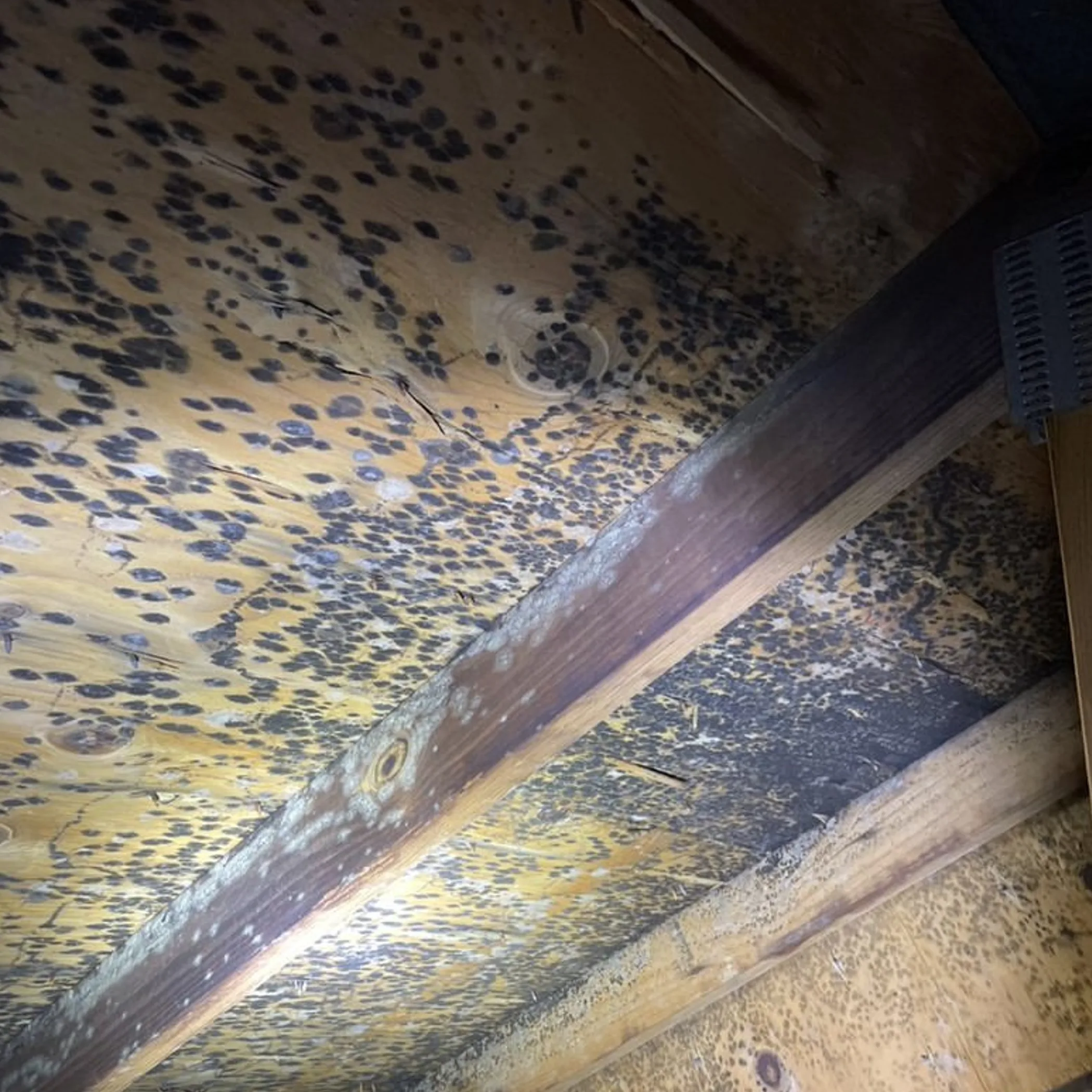 attic mold and water damage