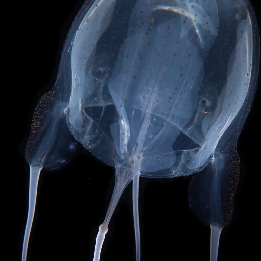 sharp well-lit marine stinger