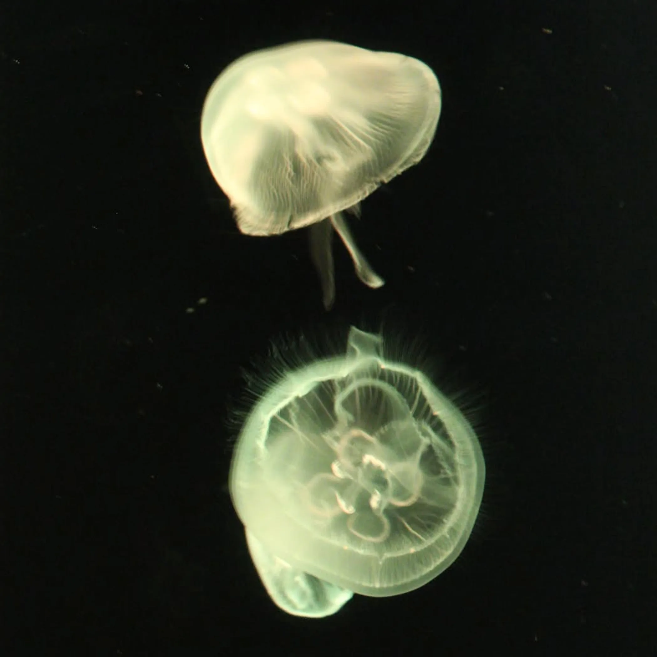 marine stinger protection
