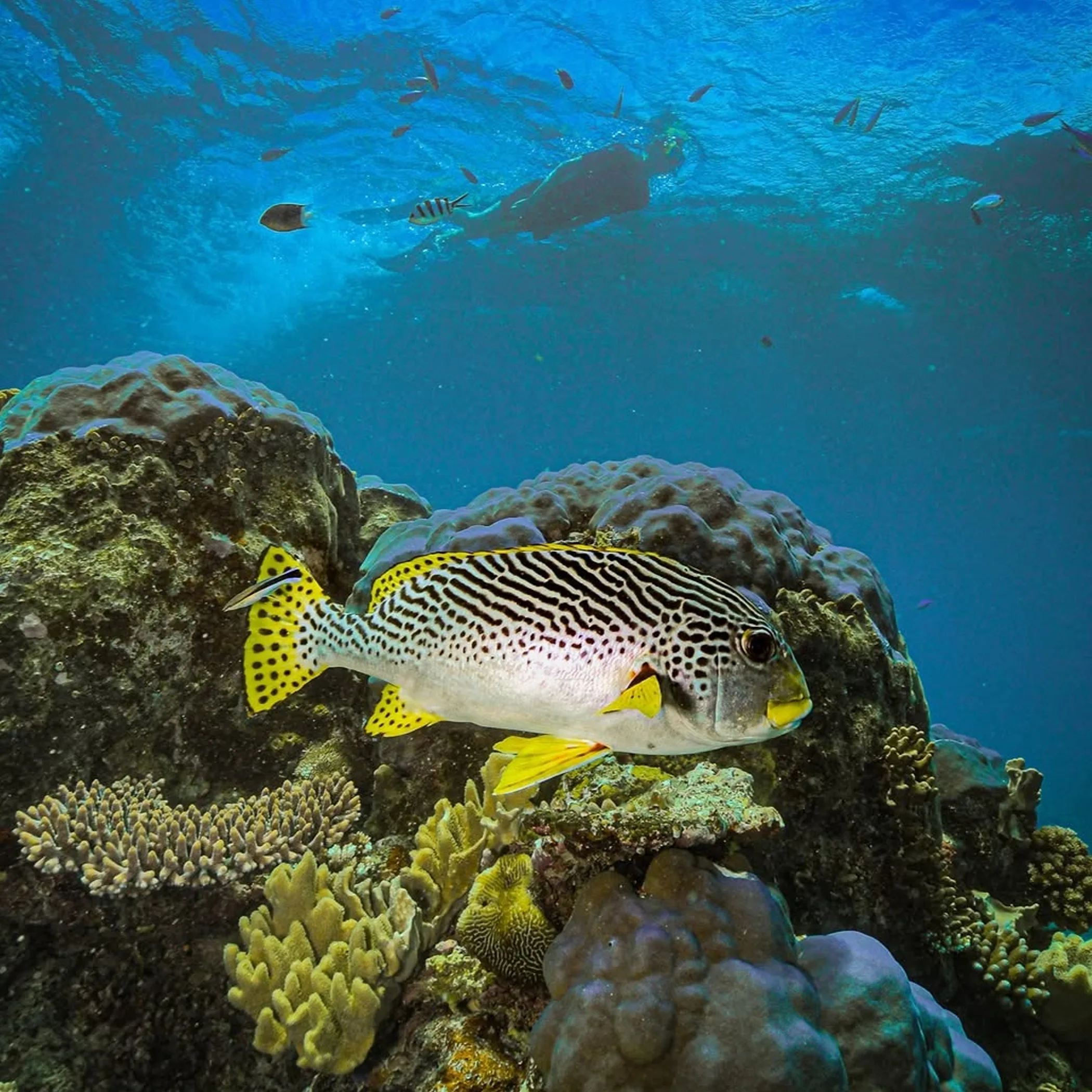 fish and coral on reef