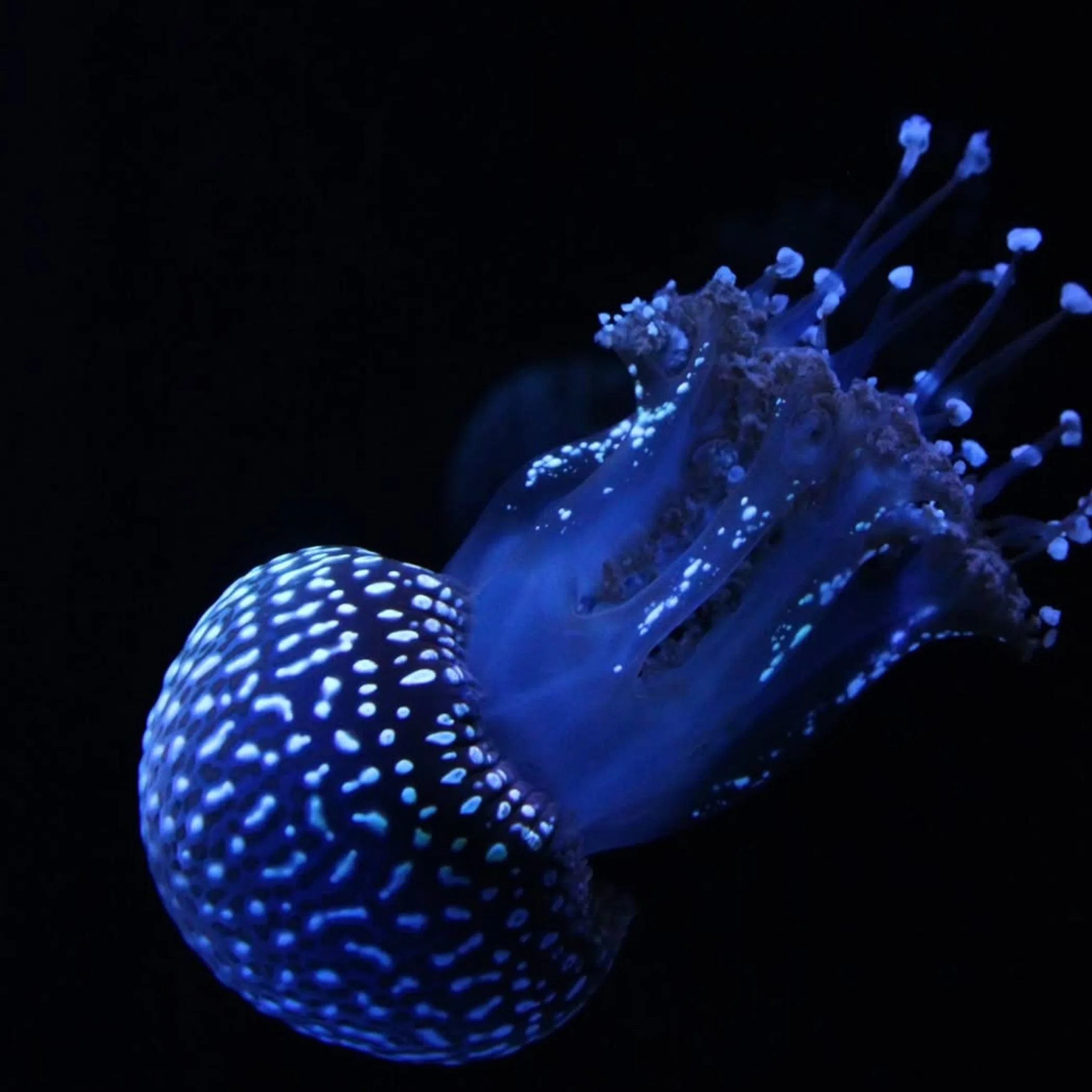 jellyfish-like marine stinger photo