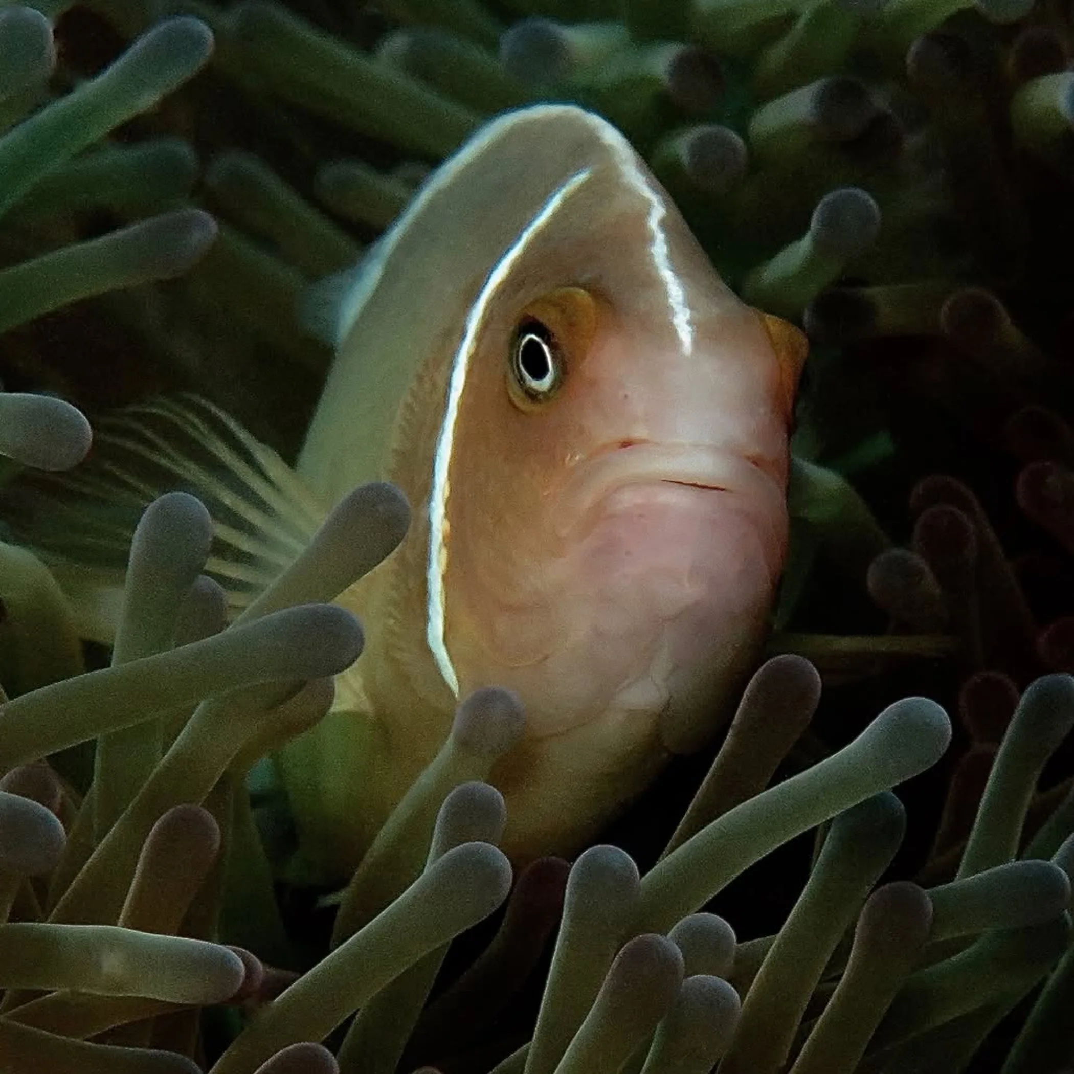 great barrier reef marine life