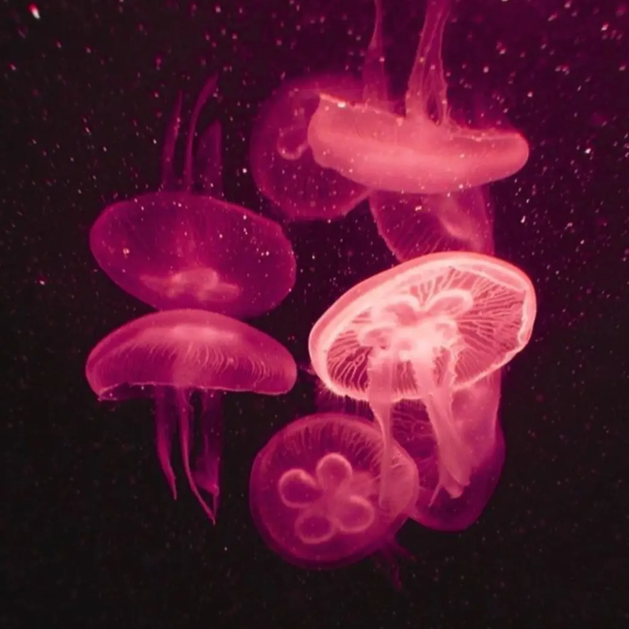 jellyfish in ocean water